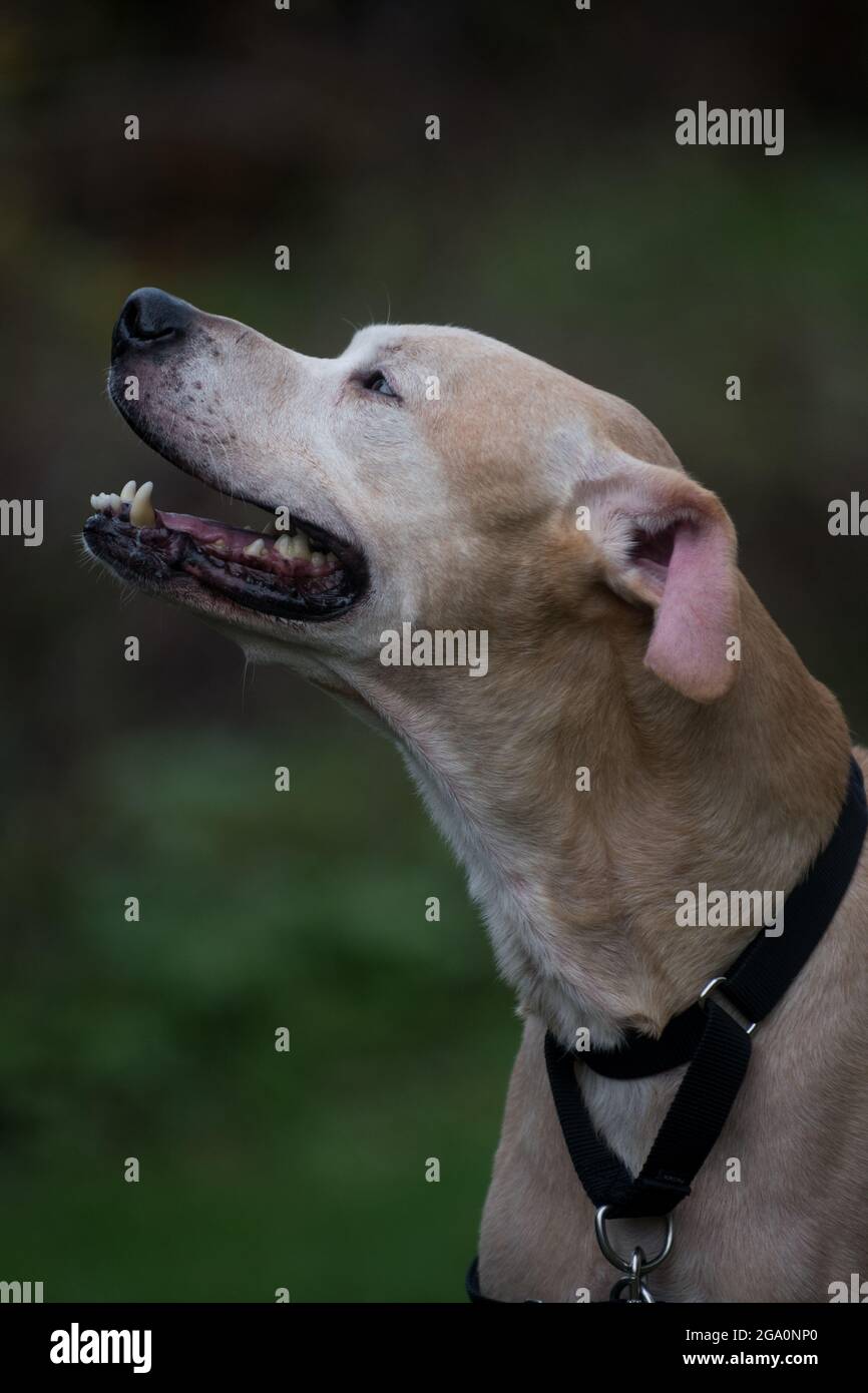 Riparo cane sorriso Foto Stock