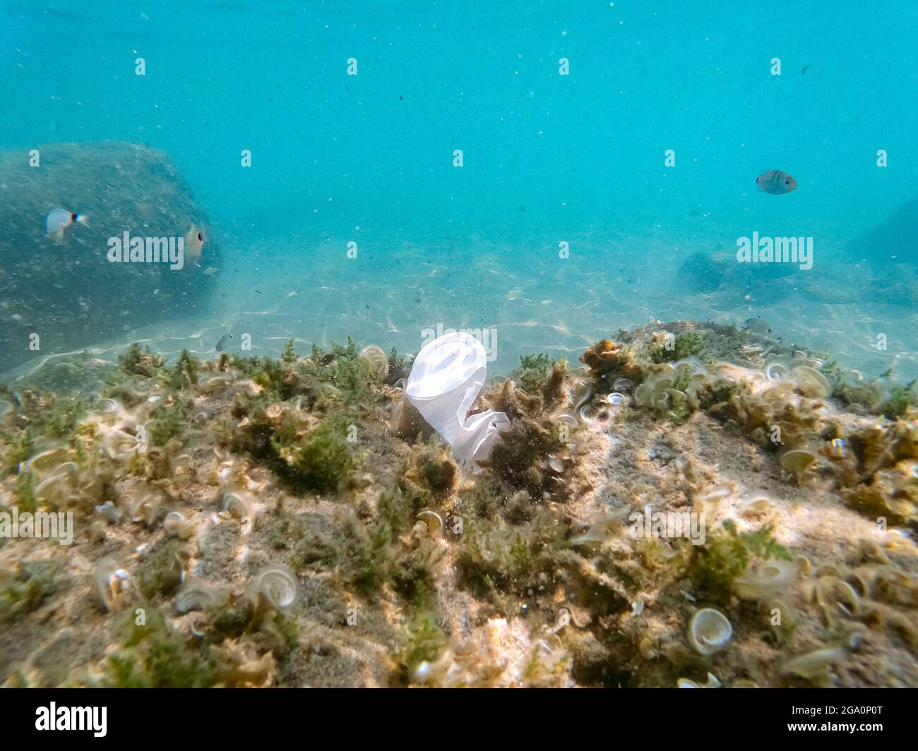 Scartato tazza di plastica galleggiando su ecosistema marino contaminato, inquinamento ambientale della natura Foto Stock