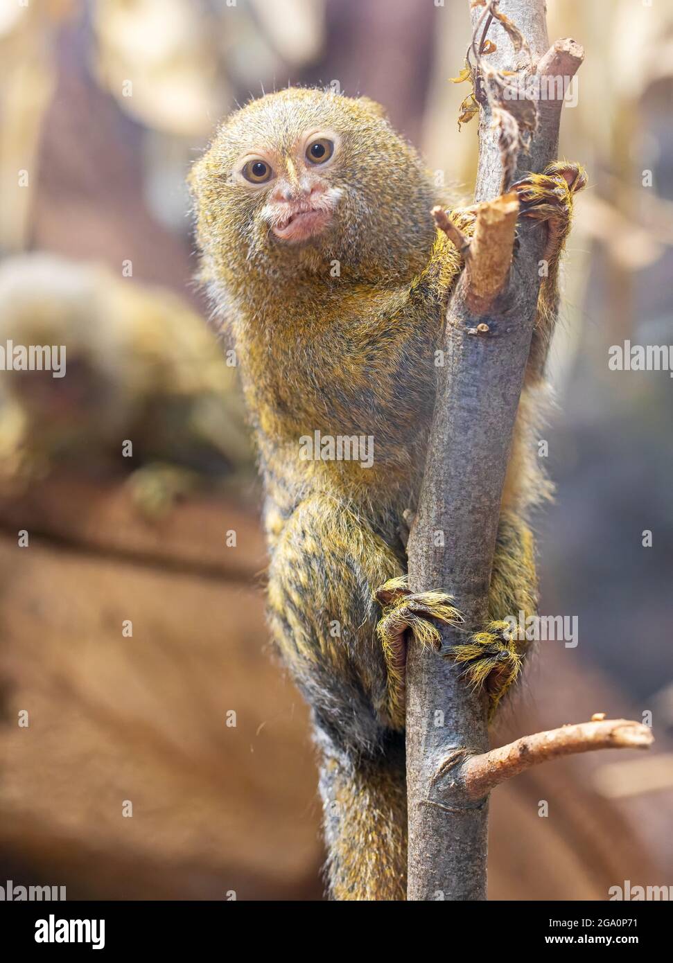 Close up di un pigmeo Marmoset (Cebuella pygmaea) Foto Stock