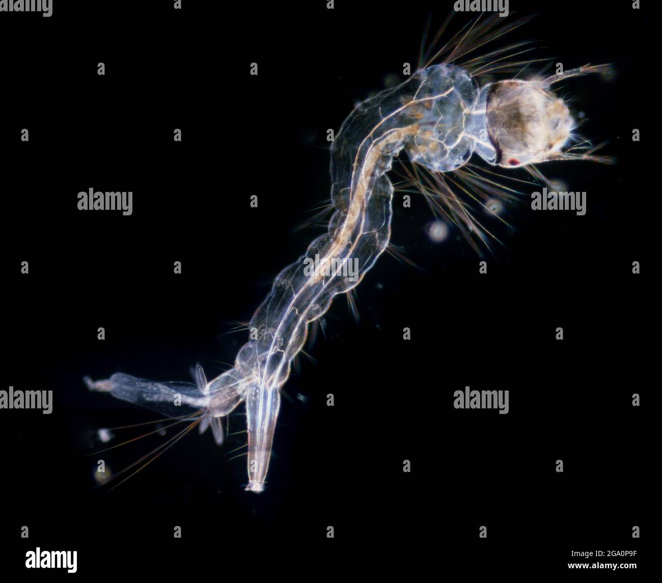 Anopheles larva zanzara al microscopio. Le zanzare possono agire come vettori per molte malattie causando virus e parassiti Foto Stock