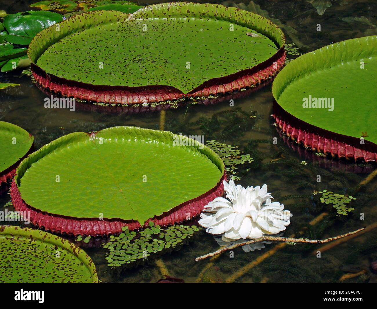 Victoria regia (Victoria amazonica) sul lago Foto Stock