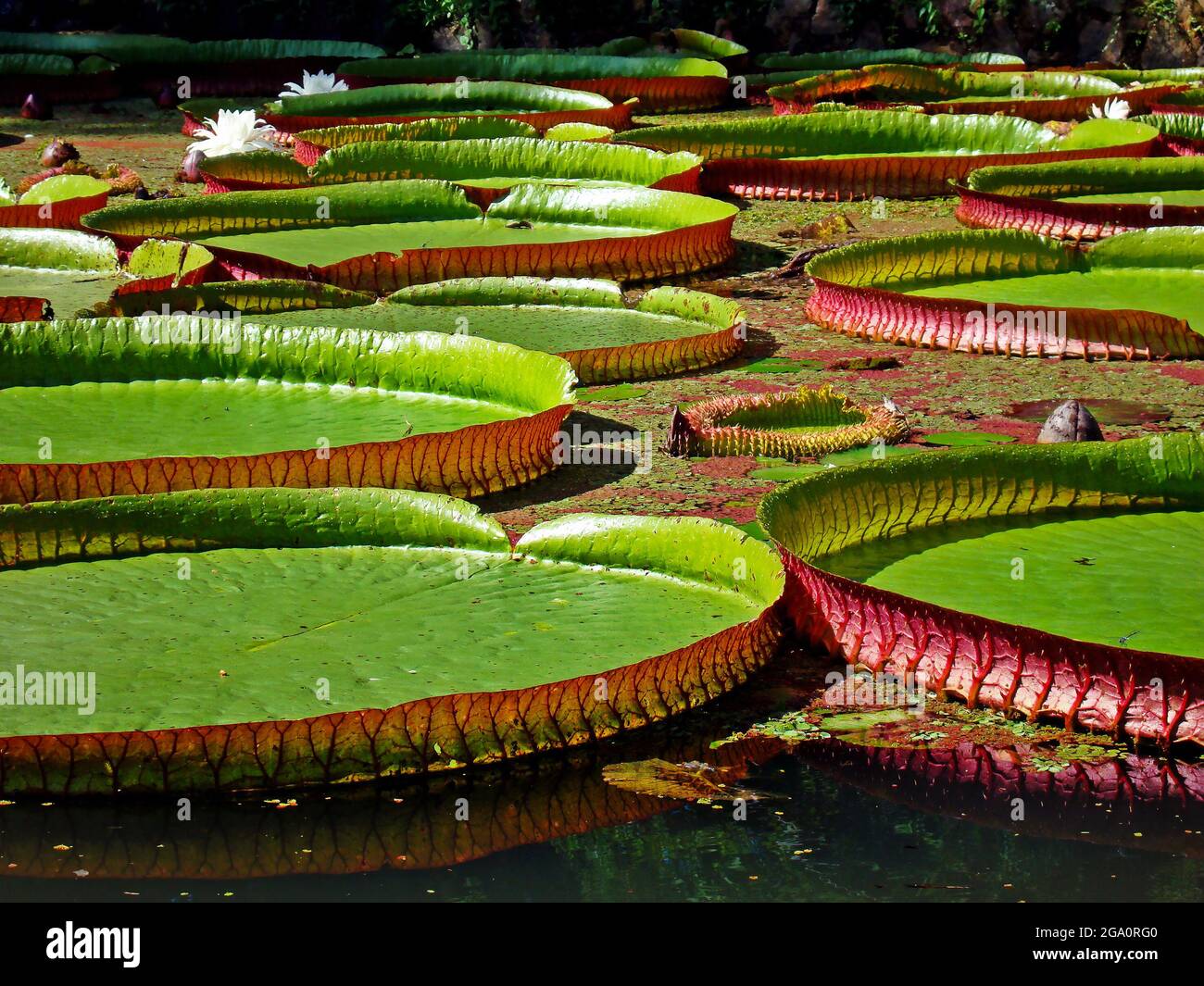 Victoria regia (Victoria amazonica) sul lago Foto Stock