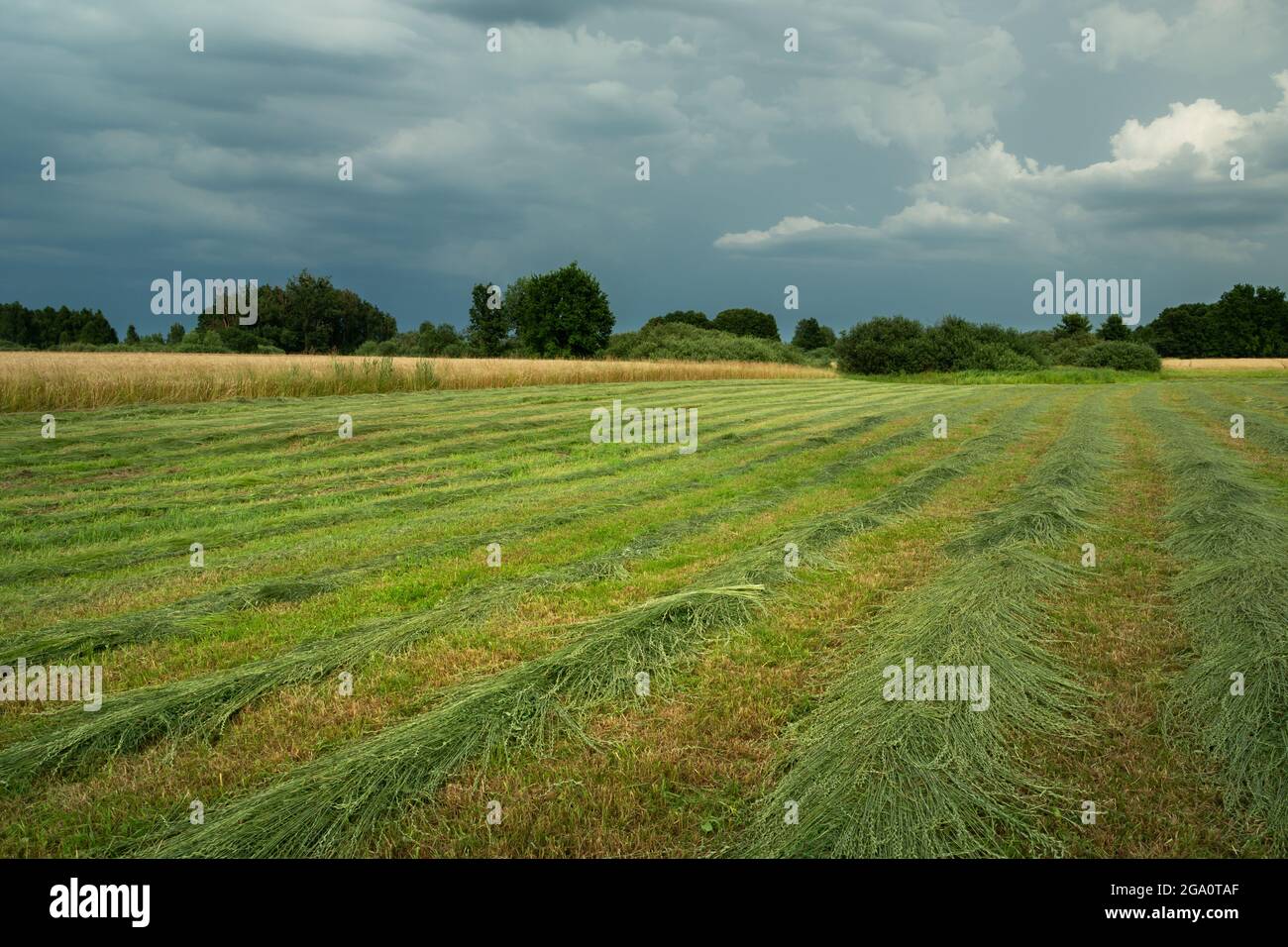 Erba falciata per il prato e il cielo nuvoloso, Nowiny, Lubelskie, Polonia Foto Stock