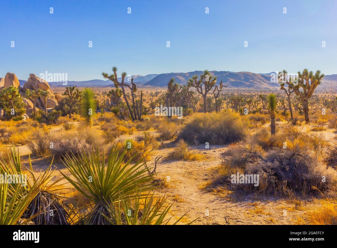 Joshua Tree National Park, California del Sud Foto Stock