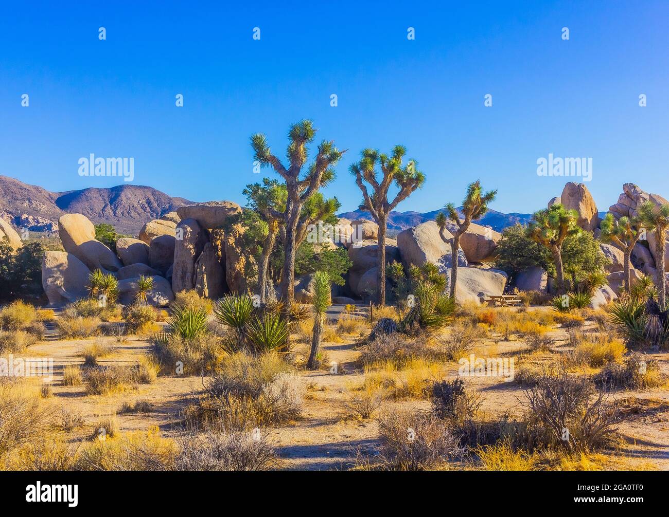 Joshua Tree National Park, California del Sud Foto Stock