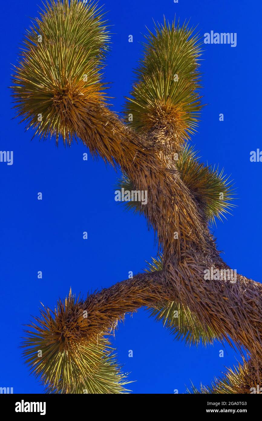Joshua Tree National Park, California del Sud Foto Stock
