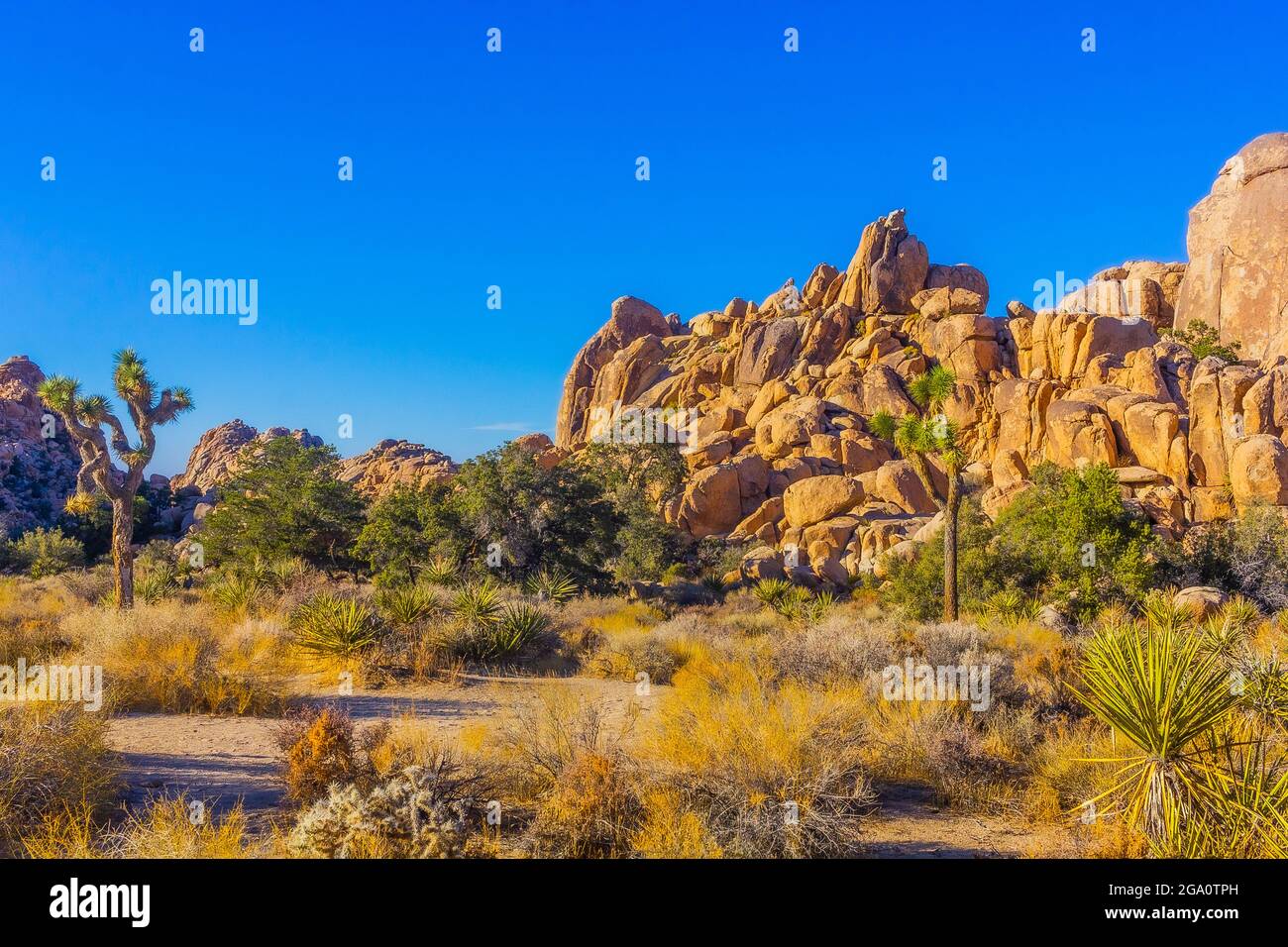 Joshua Tree National Park, California del Sud Foto Stock