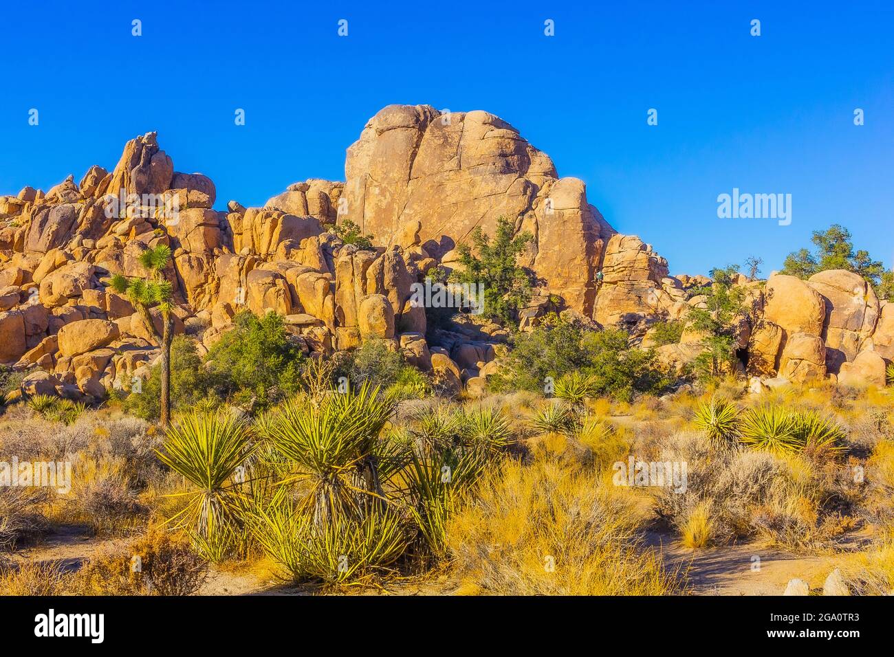 Joshua Tree National Park, California del Sud Foto Stock