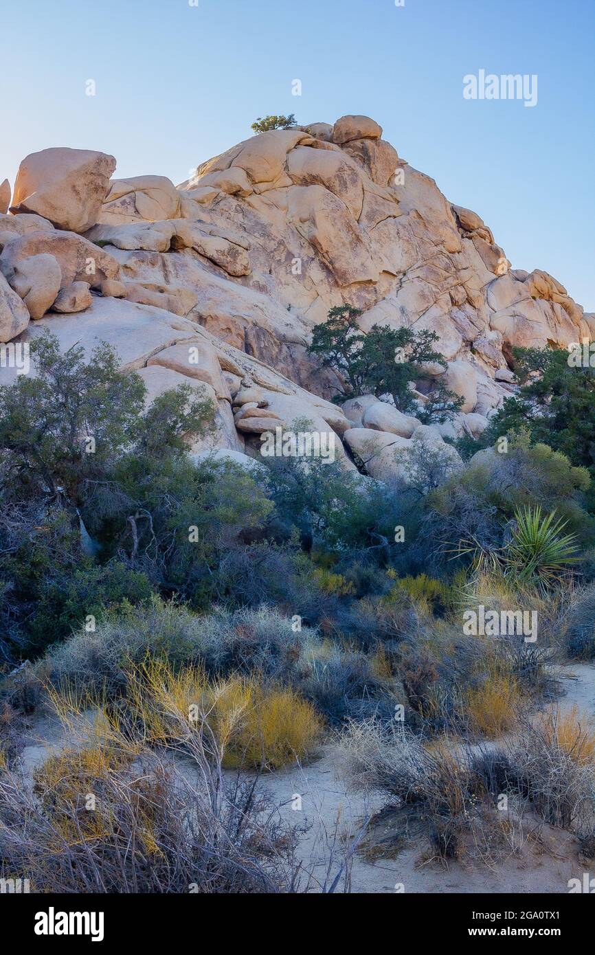 Joshua Tree National Park, California del Sud Foto Stock
