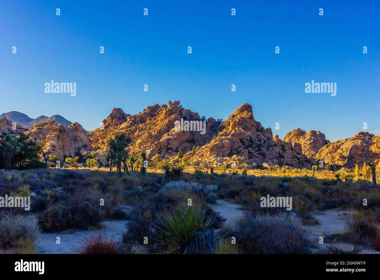 Joshua Tree National Park, California del Sud Foto Stock
