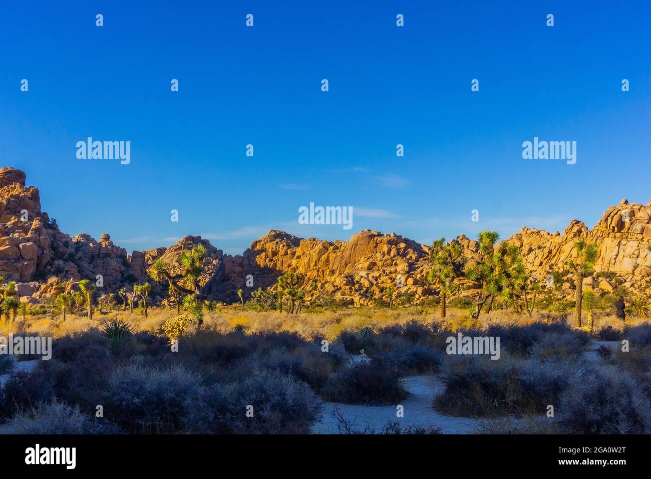 Joshua Tree National Park, California del Sud Foto Stock