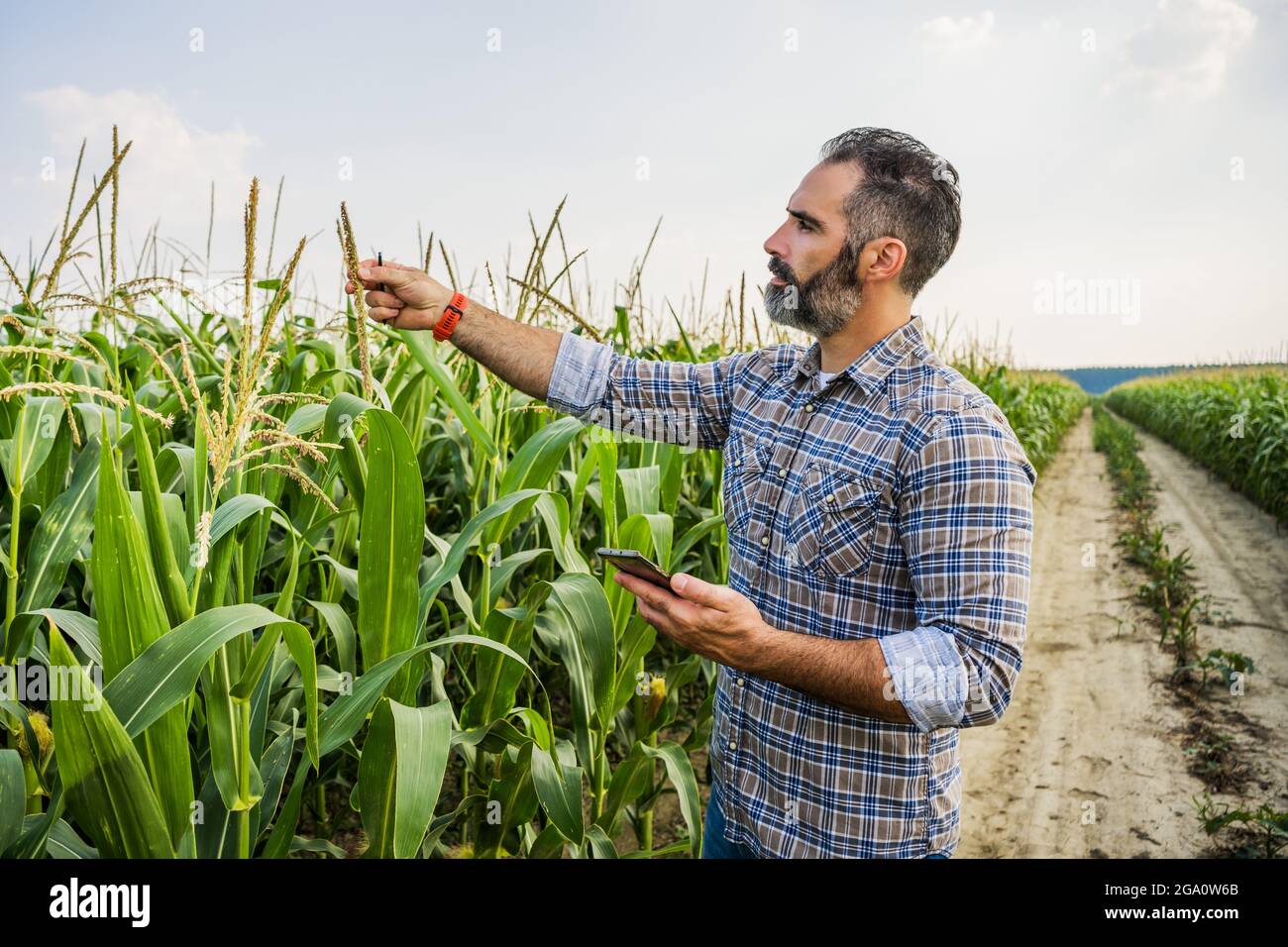 Agronomo è in piedi in campo di mais in crescita. Sta esaminando le colture di mais dopo aver seminando con successo. Foto Stock