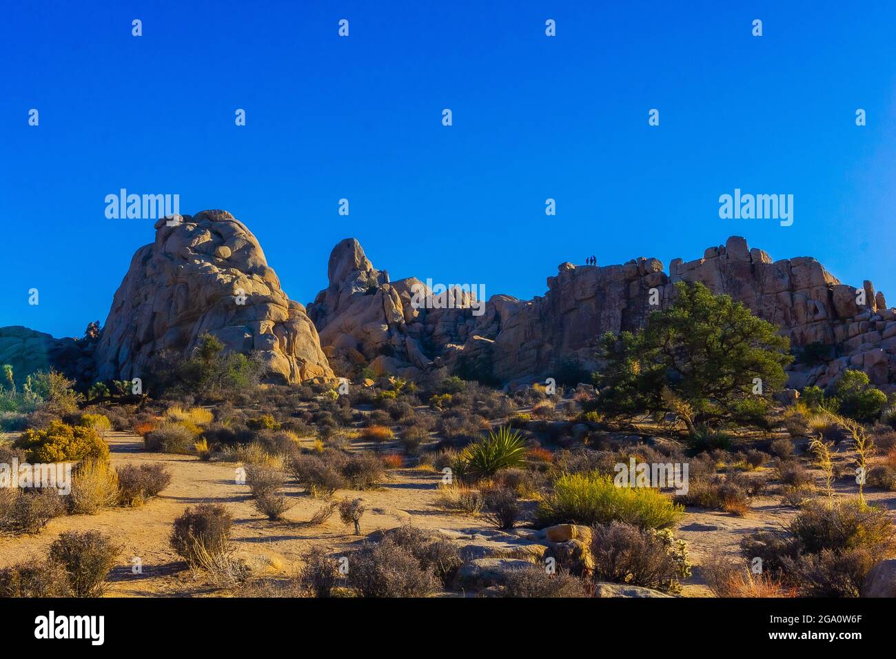 Joshua Tree National Park, California del Sud Foto Stock