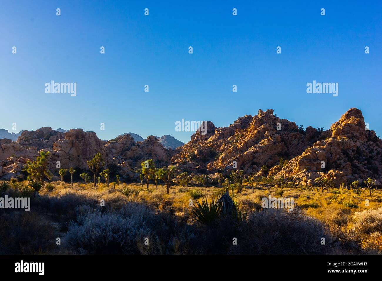 Joshua Tree National Park, California del Sud Foto Stock