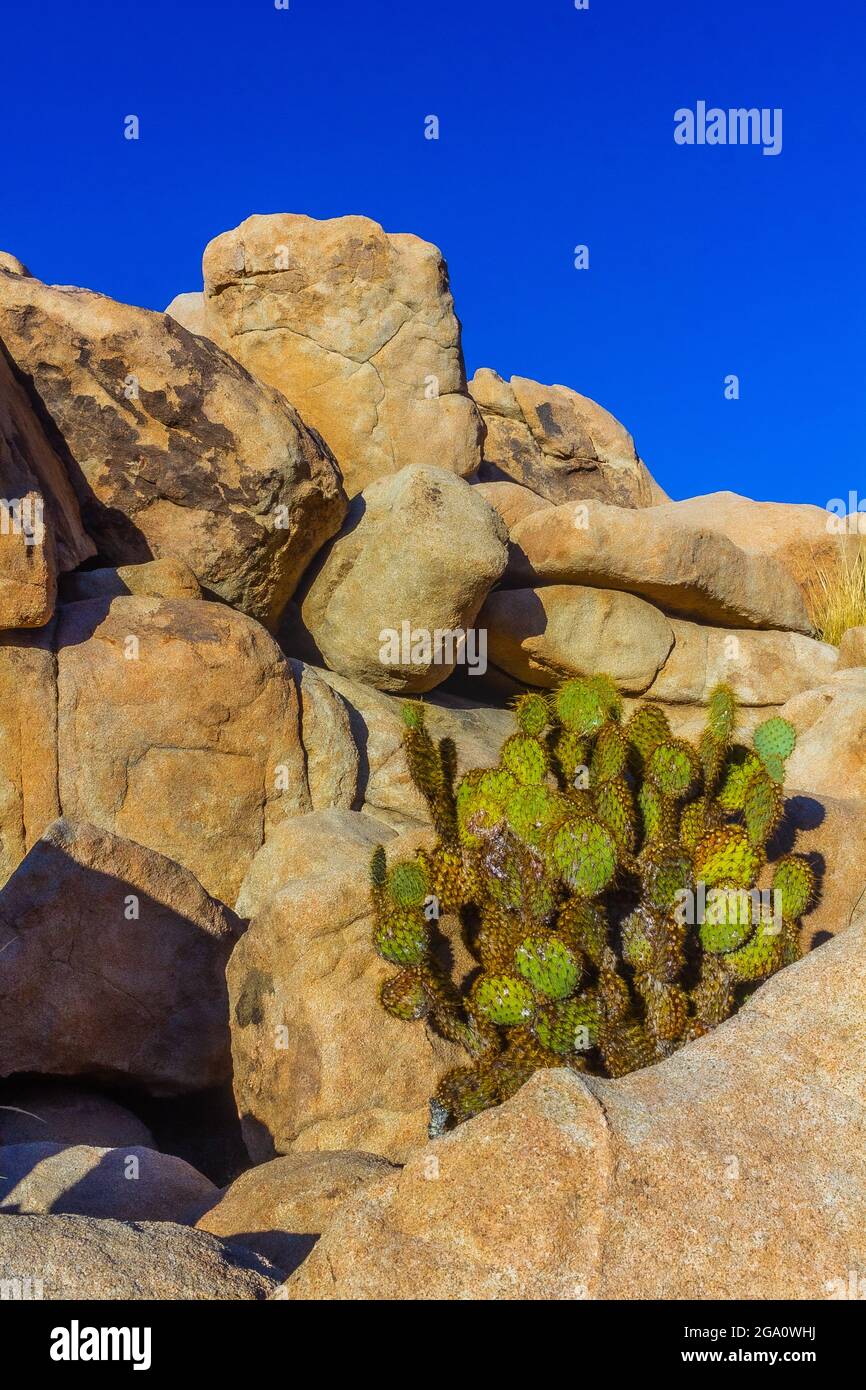Joshua Tree National Park, California del Sud Foto Stock