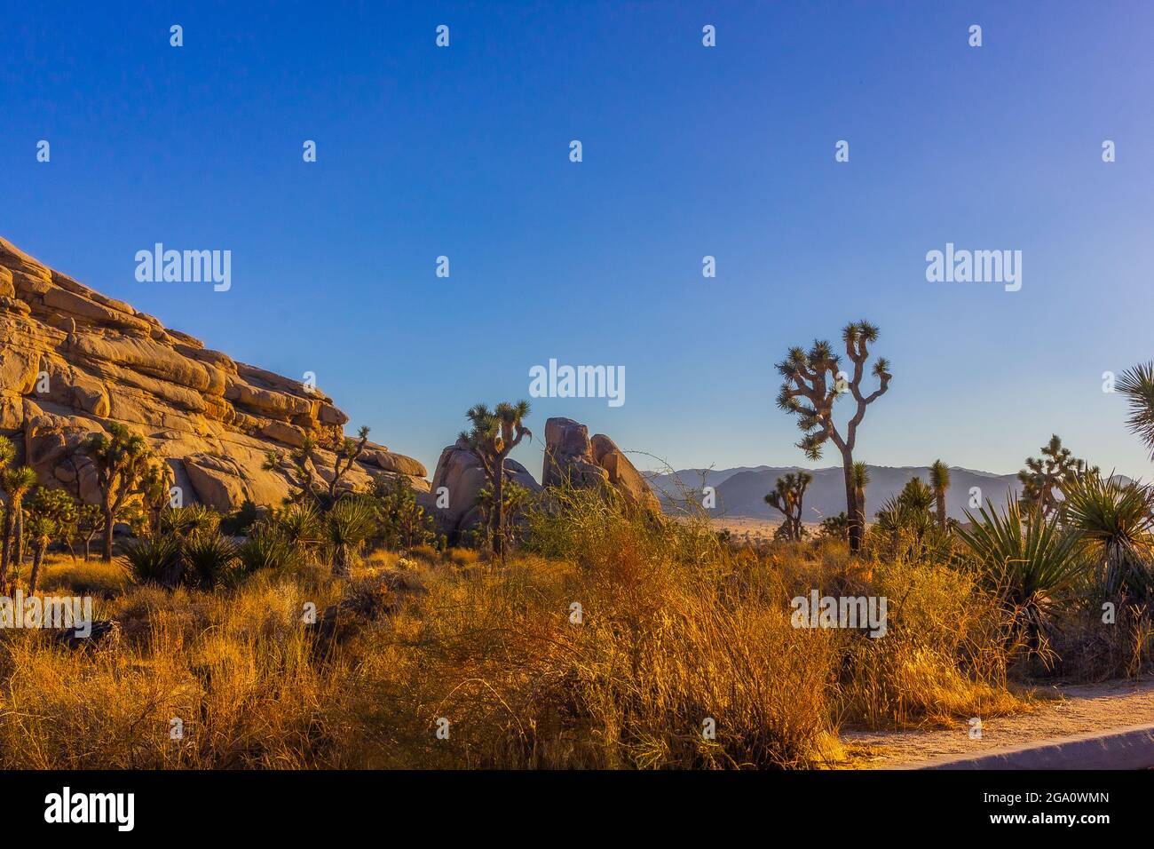 Joshua Tree National Park, California del Sud Foto Stock