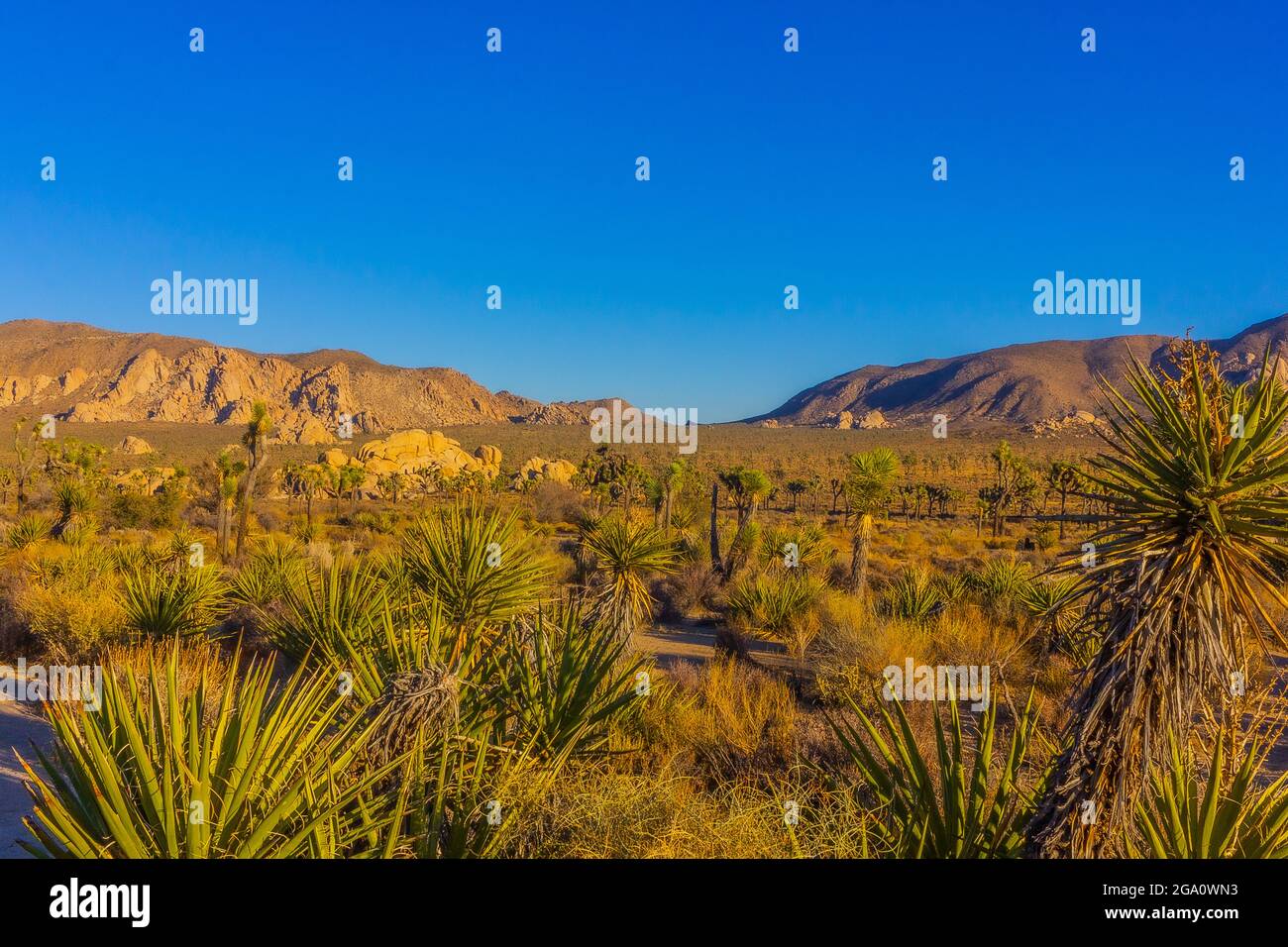 Joshua Tree National Park, California del Sud Foto Stock