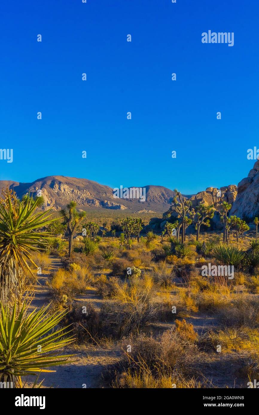 Joshua Tree National Park, California del Sud Foto Stock