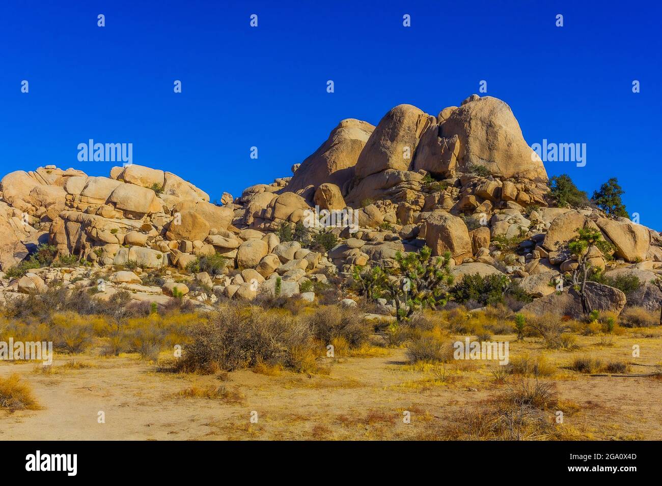 Joshua Tree National Park, California del Sud Foto Stock