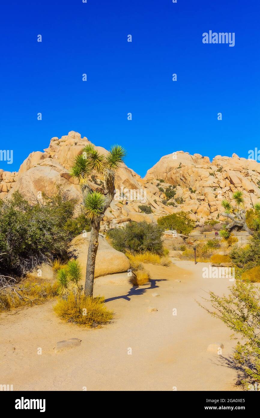 Joshua Tree National Park, California del Sud Foto Stock