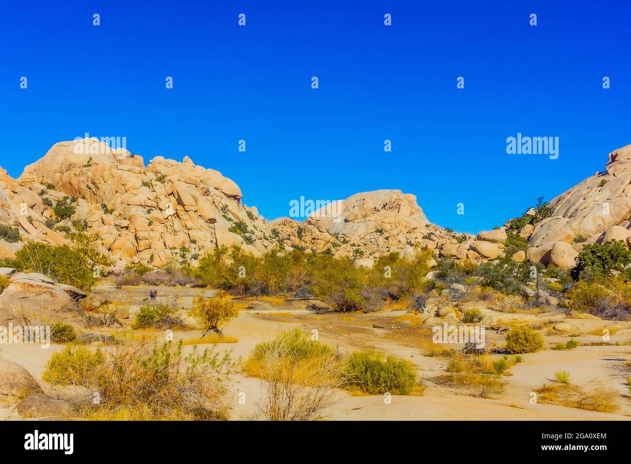 Joshua Tree National Park, California del Sud Foto Stock