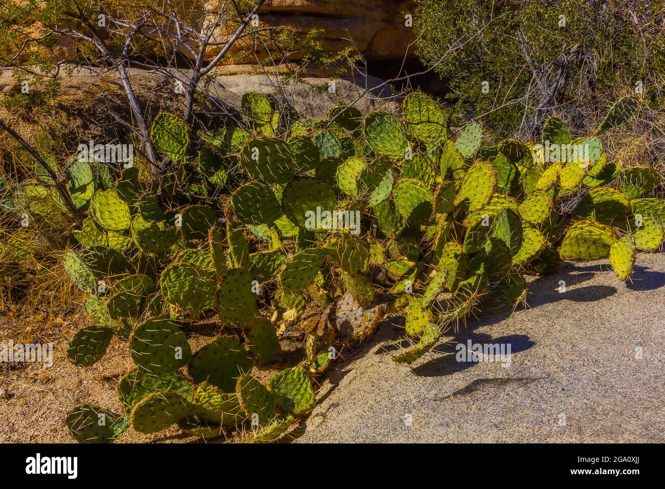 Joshua Tree National Park, California del Sud Foto Stock