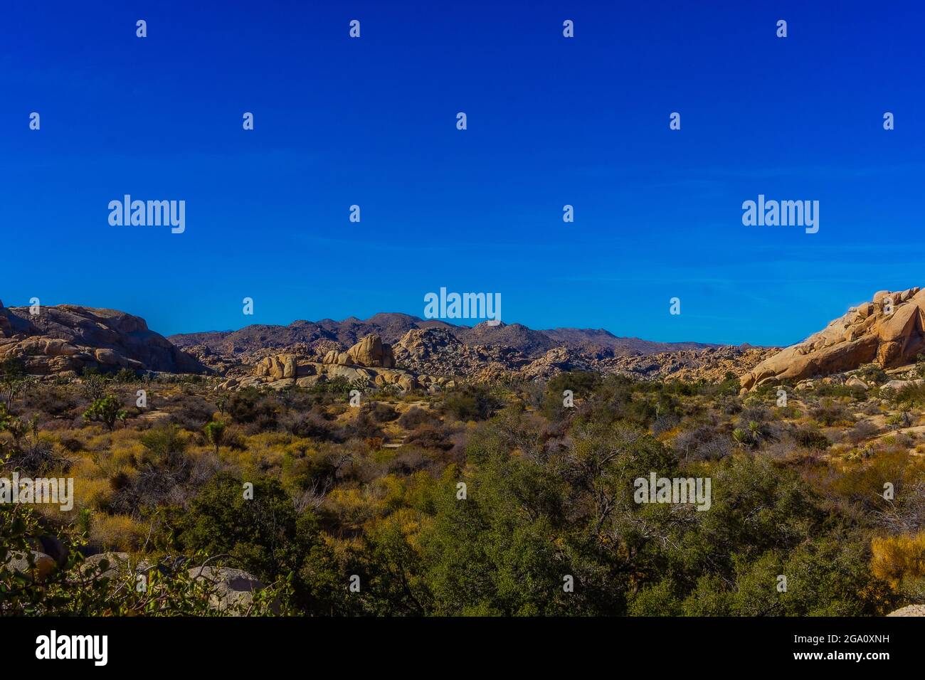 Joshua Tree National Park, California del Sud Foto Stock
