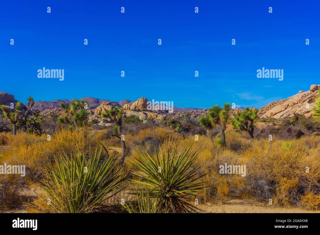 Joshua Tree National Park, California del Sud Foto Stock