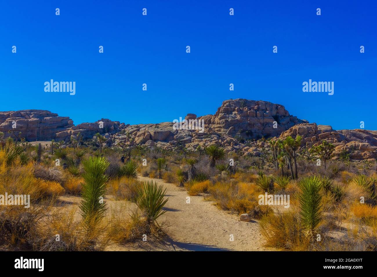 Joshua Tree National Park, California del Sud Foto Stock