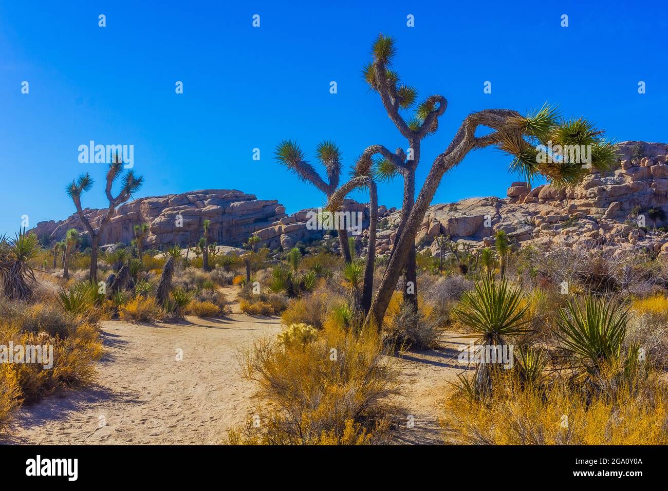 Joshua Tree National Park, California del Sud Foto Stock