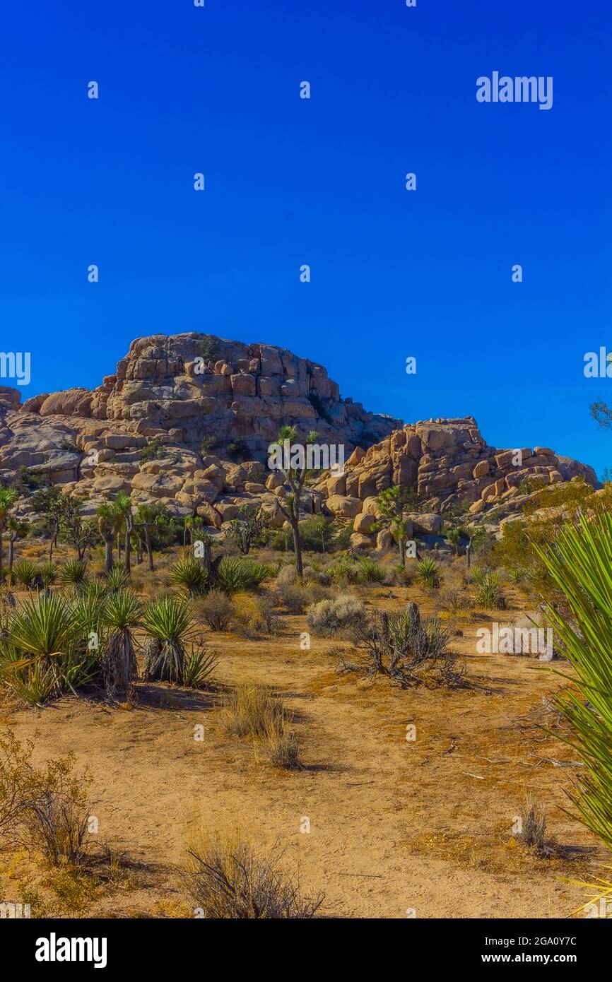 Joshua Tree National Park, California del Sud Foto Stock