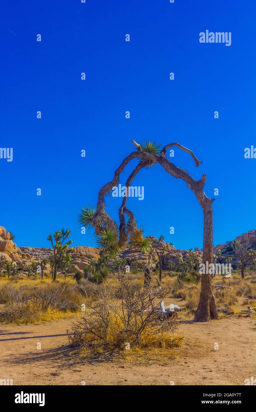Joshua Tree National Park, California del Sud Foto Stock