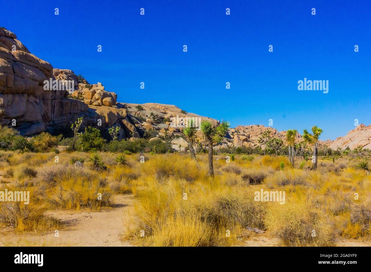 Joshua Tree National Park, California del Sud Foto Stock
