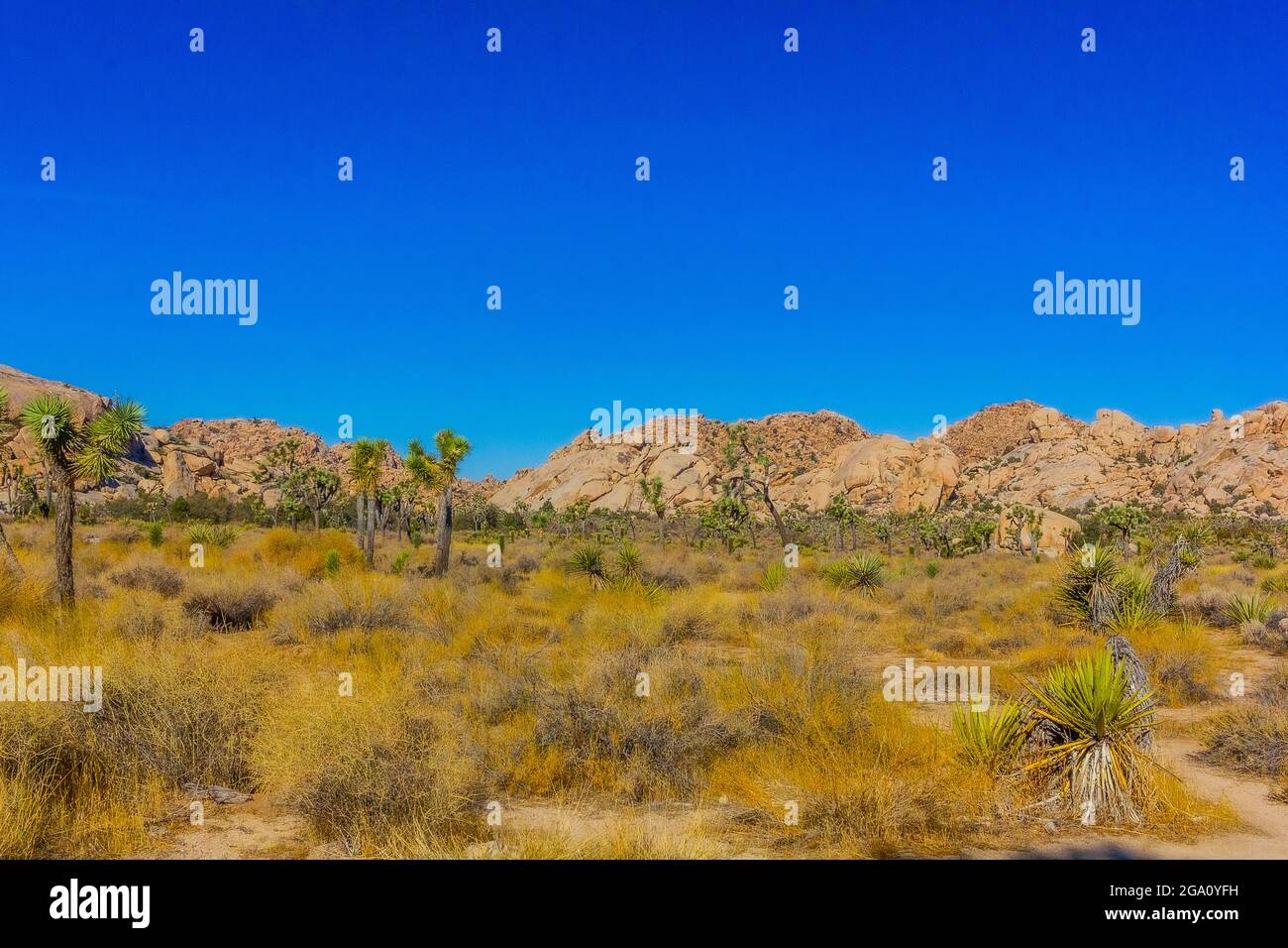 Joshua Tree National Park, California del Sud Foto Stock