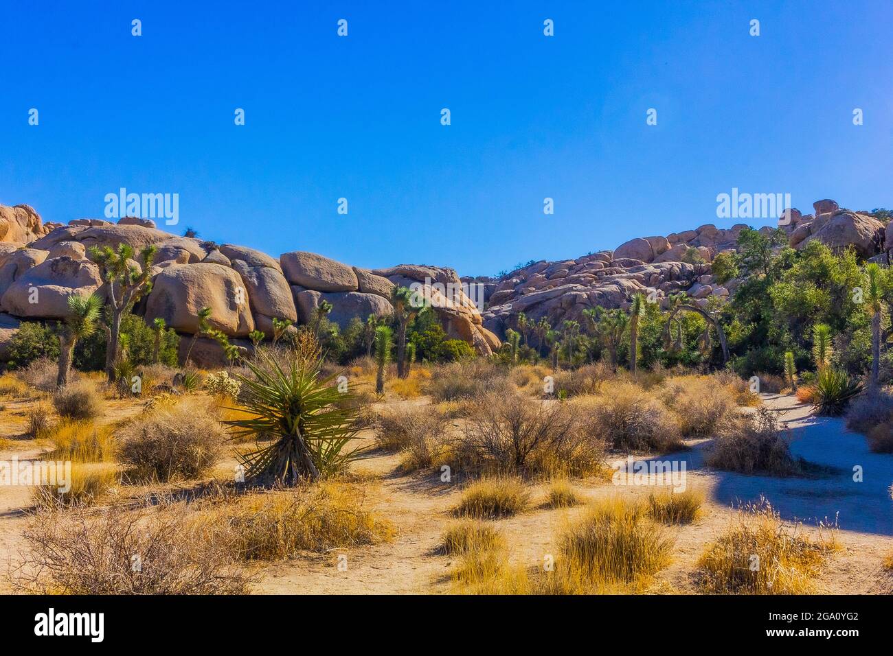 Joshua Tree National Park, California del Sud Foto Stock