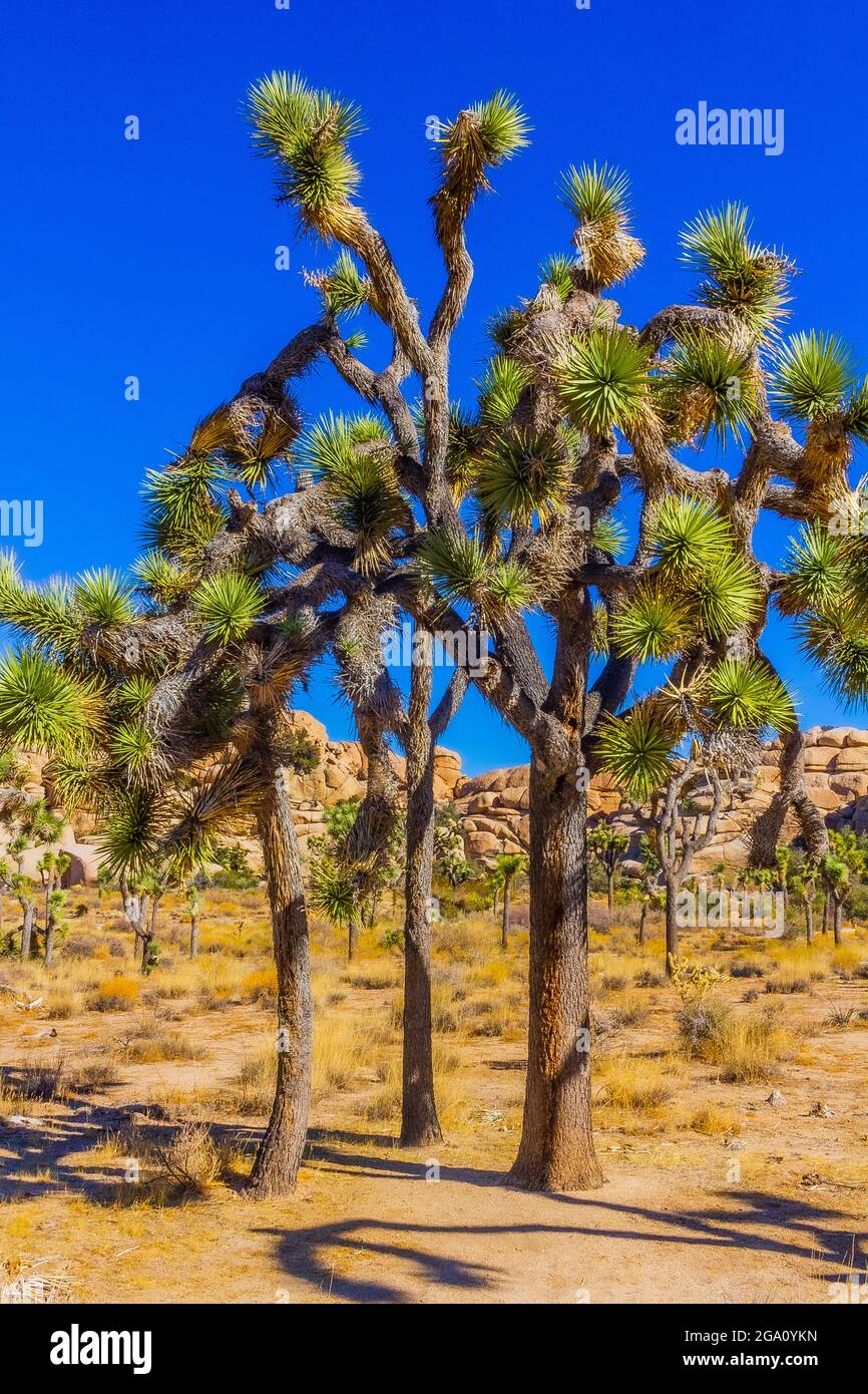 Joshua Tree National Park, California del Sud Foto Stock