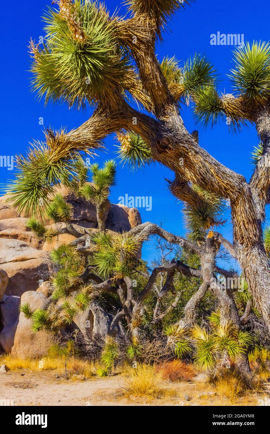 Joshua Tree National Park, California del Sud Foto Stock