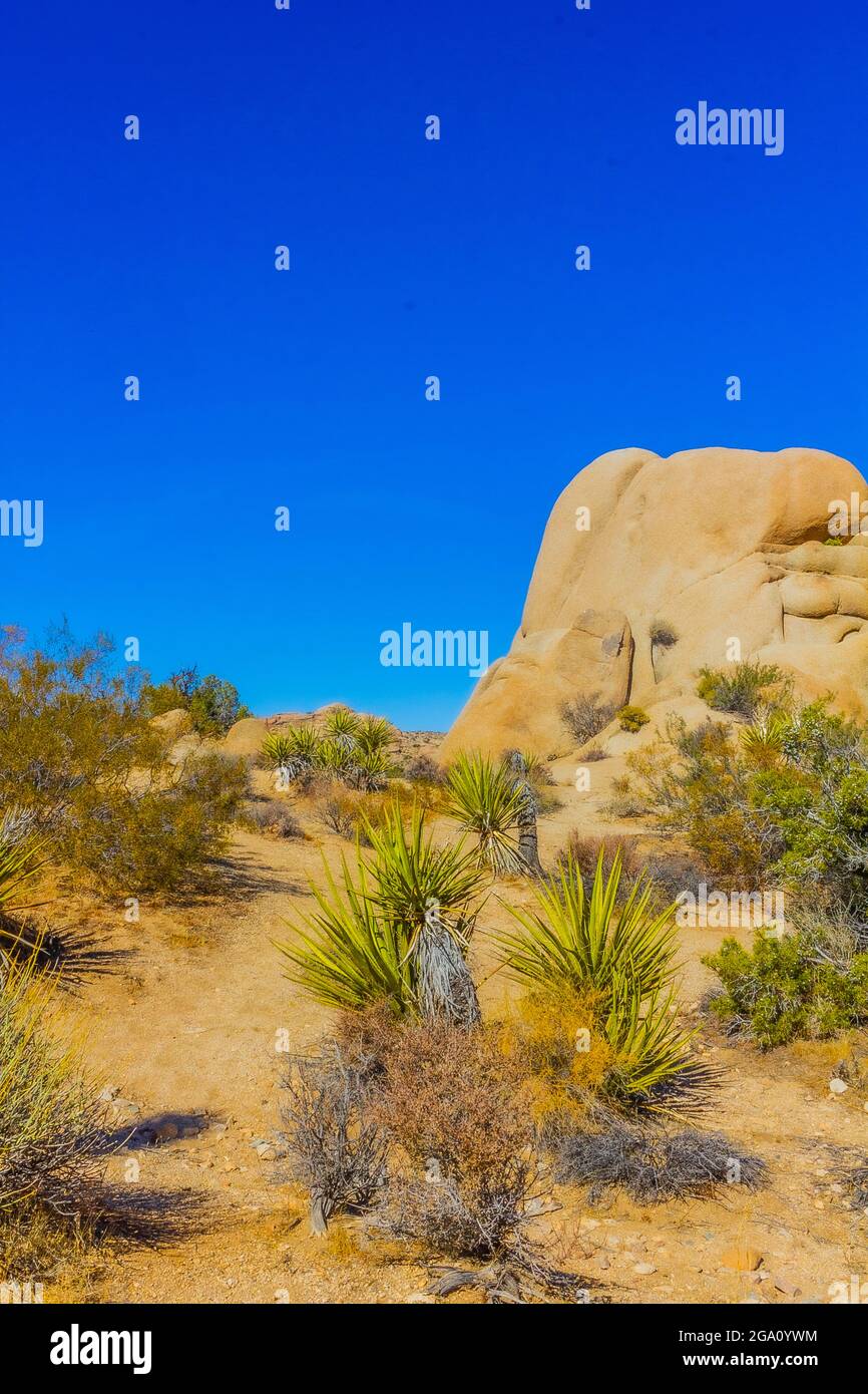 Joshua Tree National Park, California del Sud Foto Stock