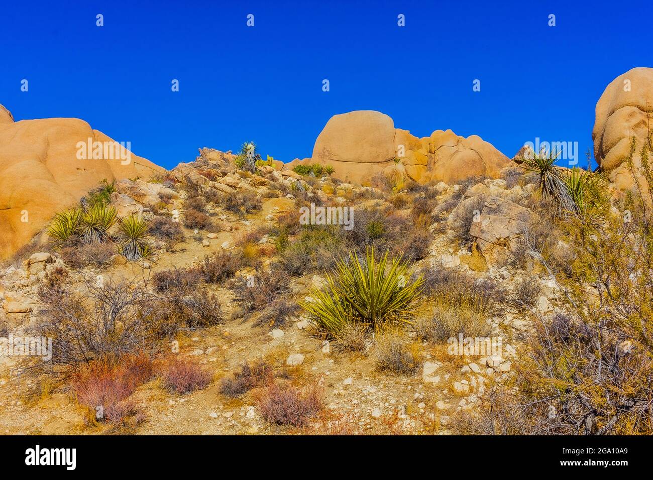Joshua Tree National Park, California del Sud Foto Stock