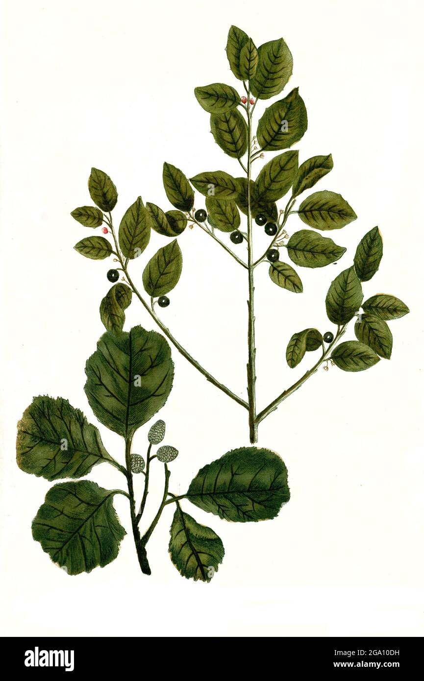 Alnus nigra baccifera, Alnus rotundifolia glutinosa, Erle, ontano, iconografia Phytthoza, historische Pflanzenillustration aus dem um 1740 erschienen Buch, verbessert digitale, illustrazione storica delle piante dal libro pubblicato intorno al 1740, digitalmente migliorato, Foto Stock