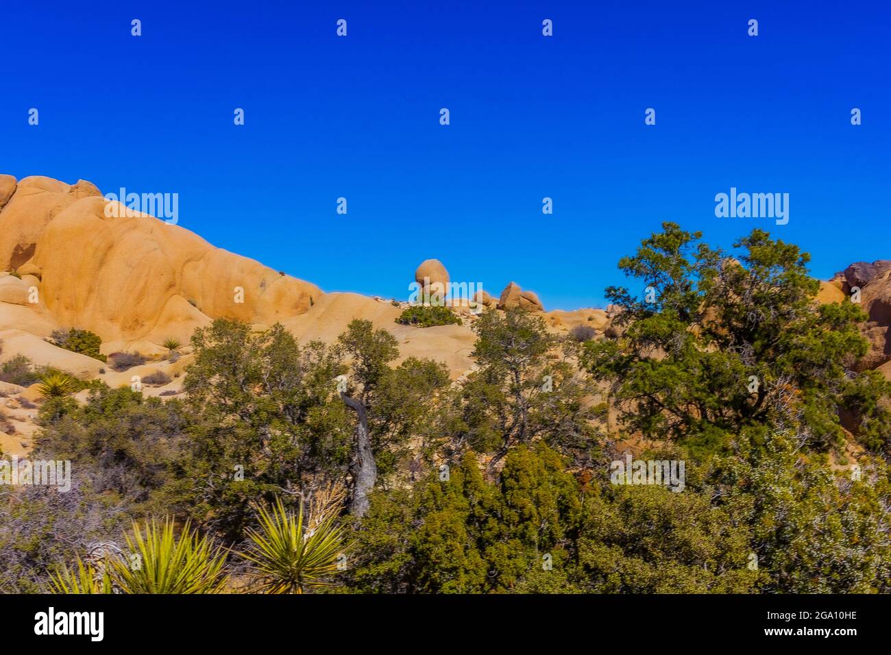 Joshua Tree National Park, California del Sud Foto Stock