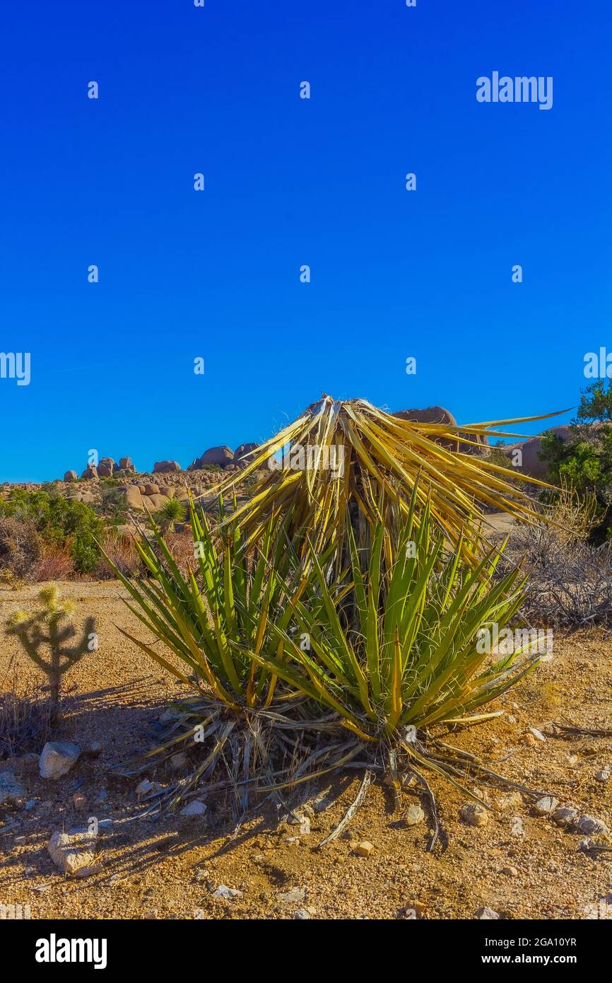 Joshua Tree National Park, California del Sud Foto Stock