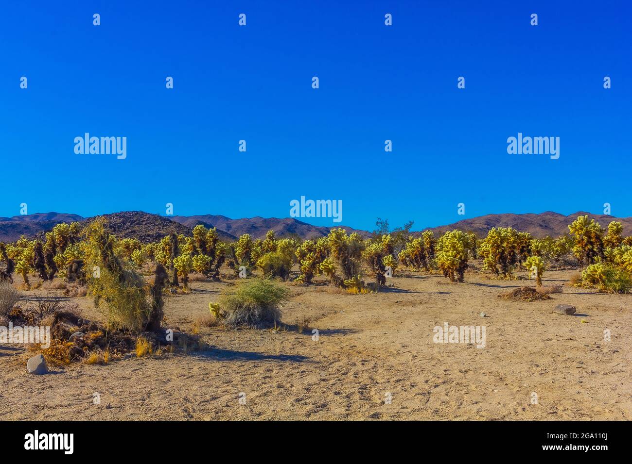 Joshua Tree National Park, California del Sud Foto Stock