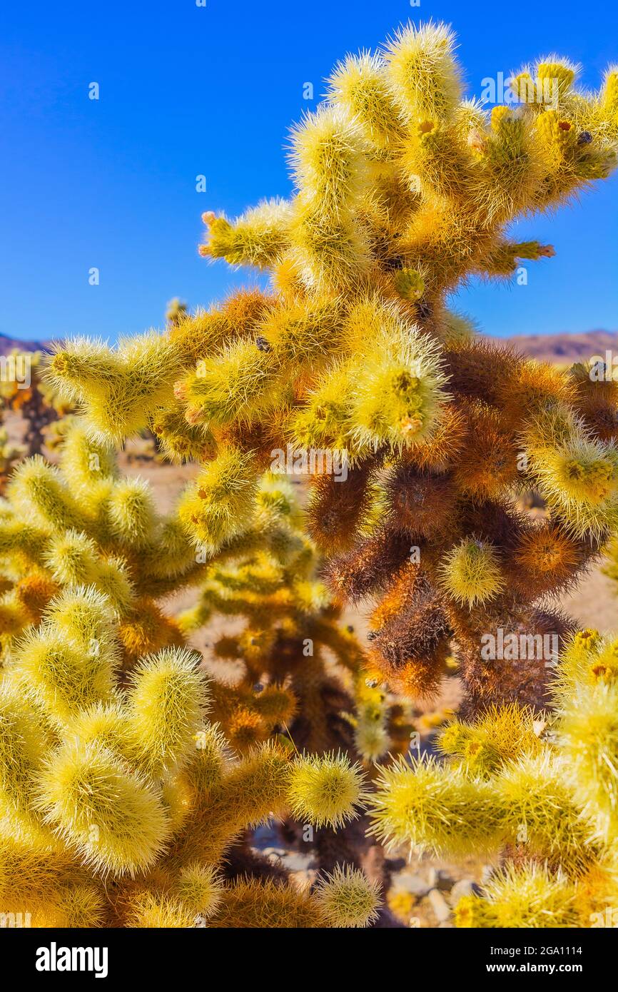 Joshua Tree National Park, California del Sud Foto Stock