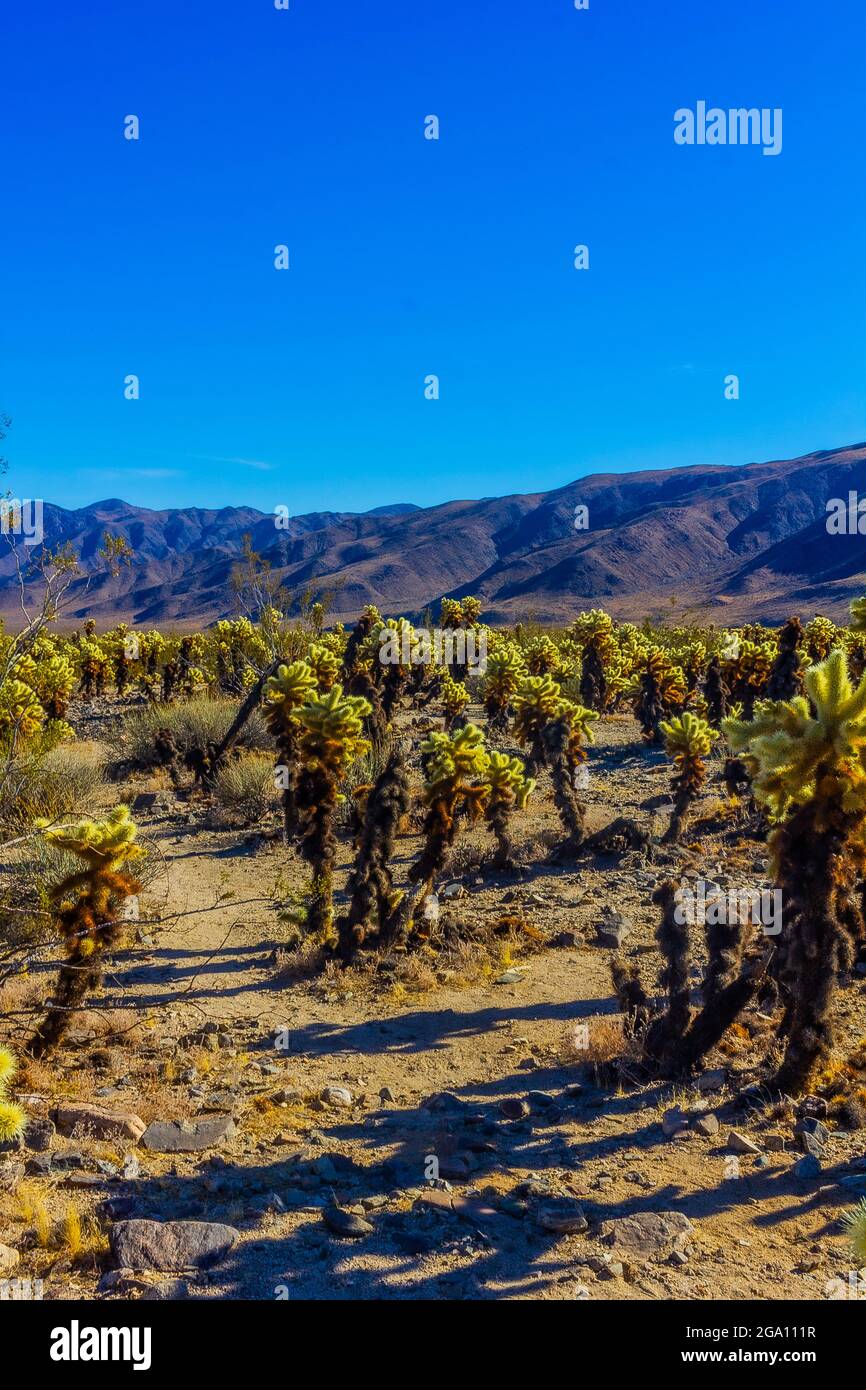 Joshua Tree National Park, California del Sud Foto Stock