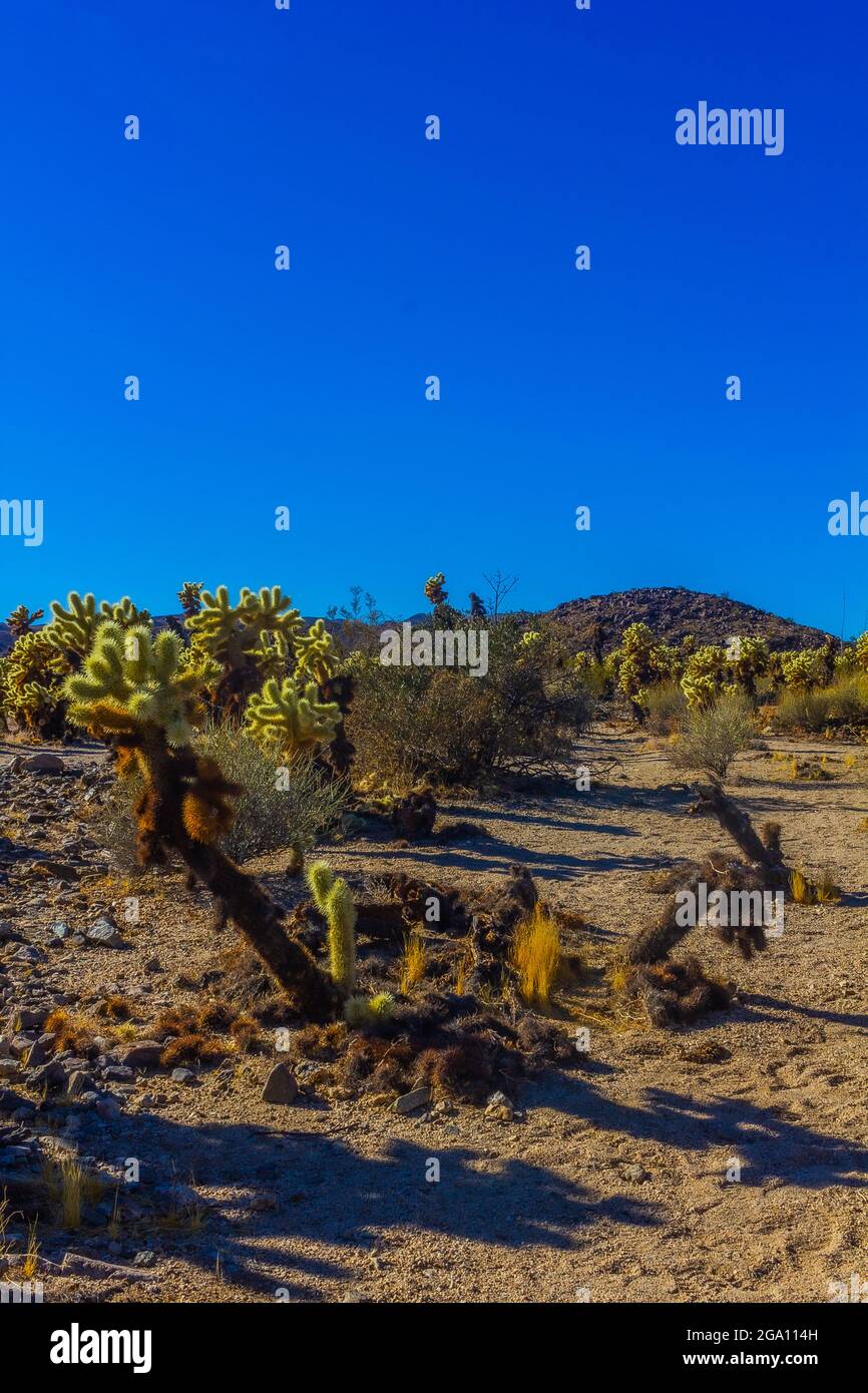 Joshua Tree National Park, California del Sud Foto Stock