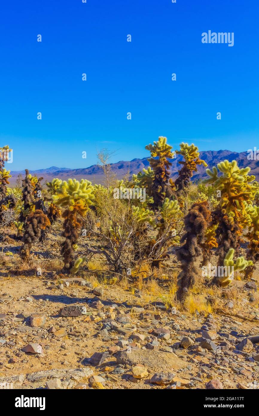 Joshua Tree National Park, California del Sud Foto Stock
