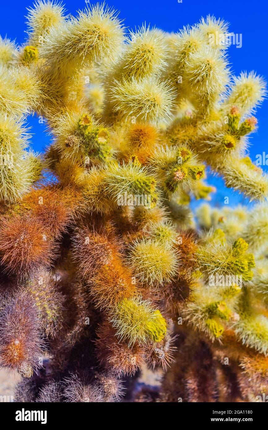Joshua Tree National Park, California del Sud Foto Stock