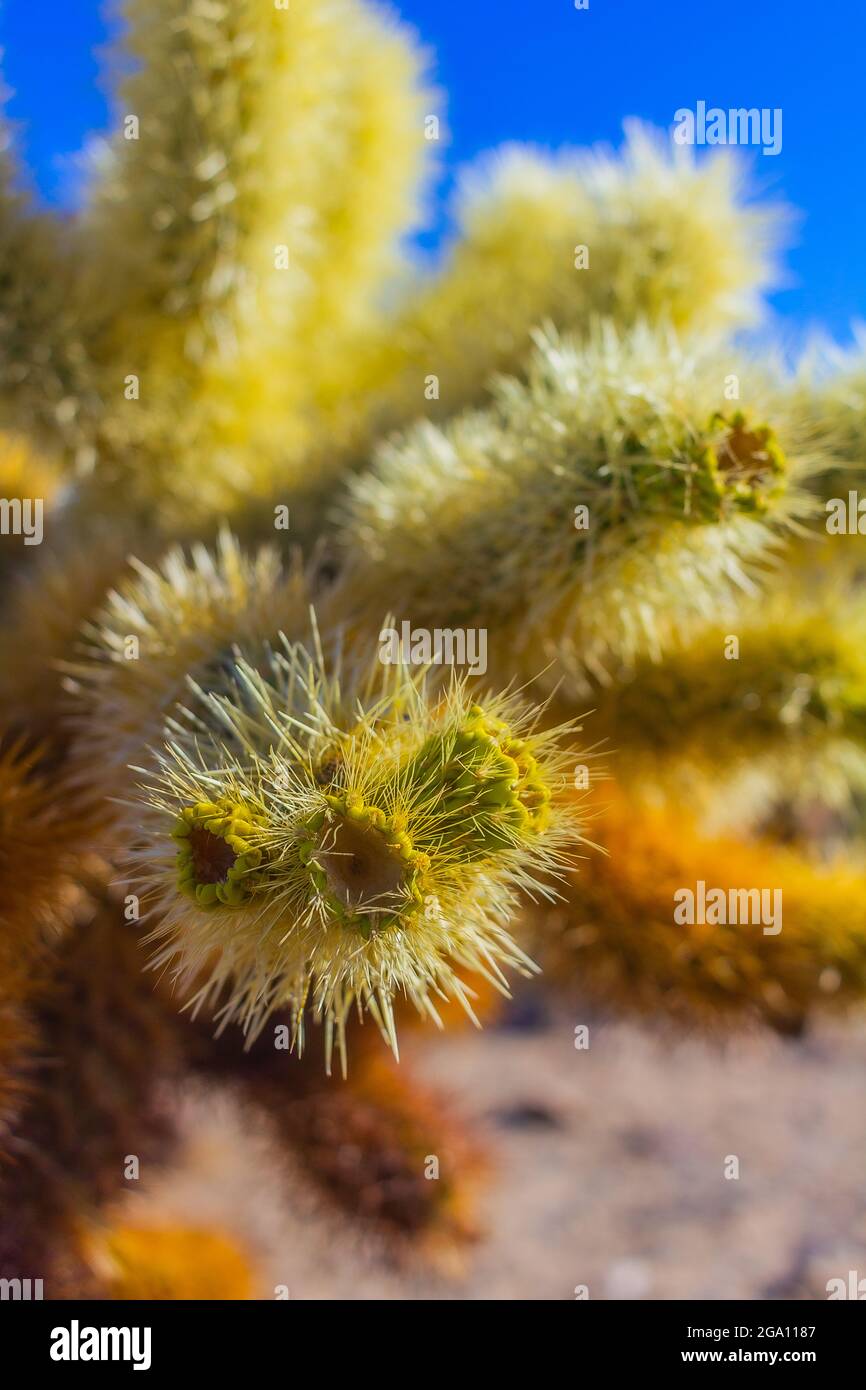 Joshua Tree National Park, California del Sud Foto Stock
