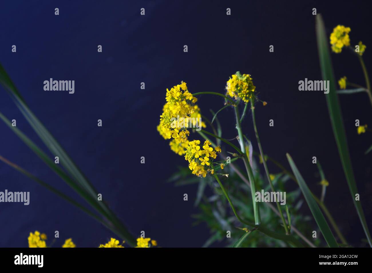 Yellow Lake Flowers Foto Stock